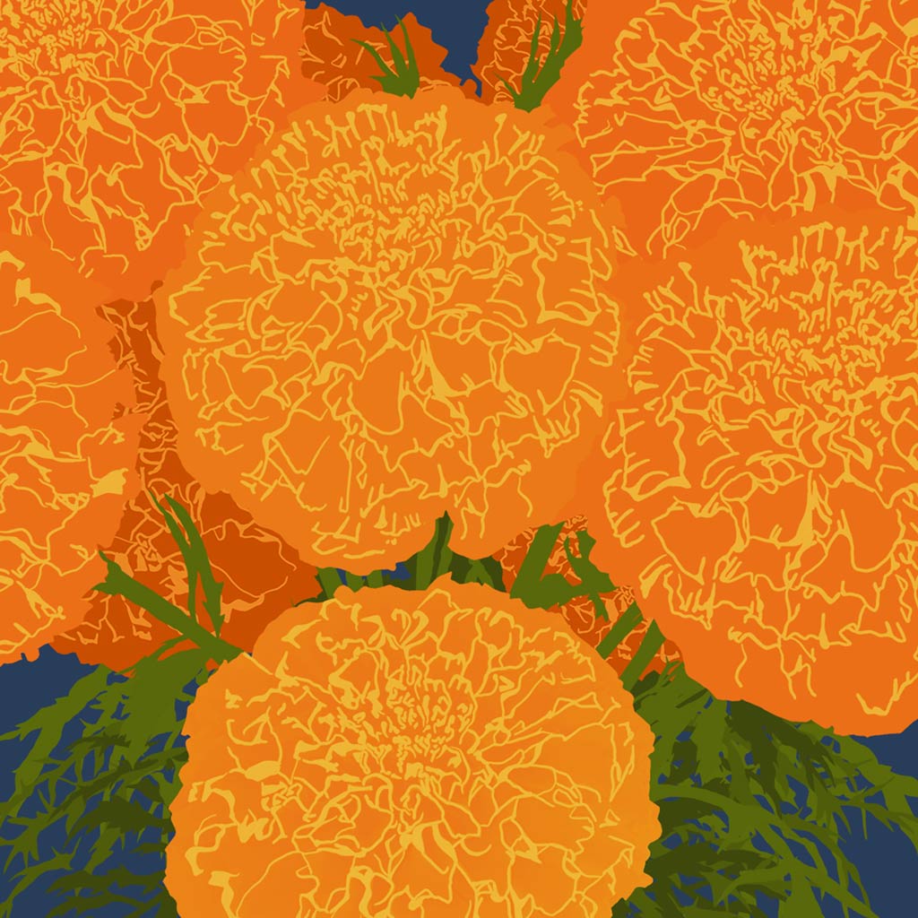 'Marigolds' - Art Print