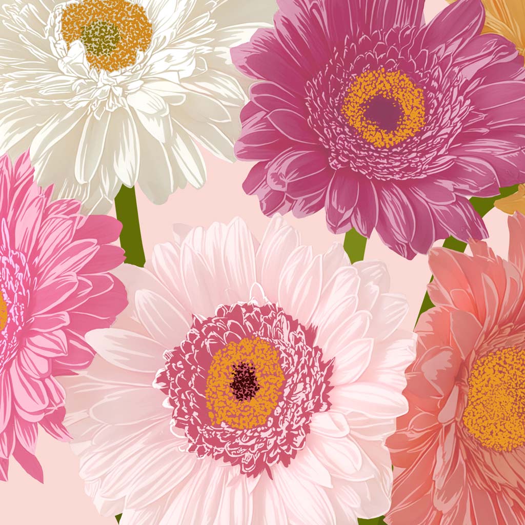 GERBERA DAISIES • Signed Art Print