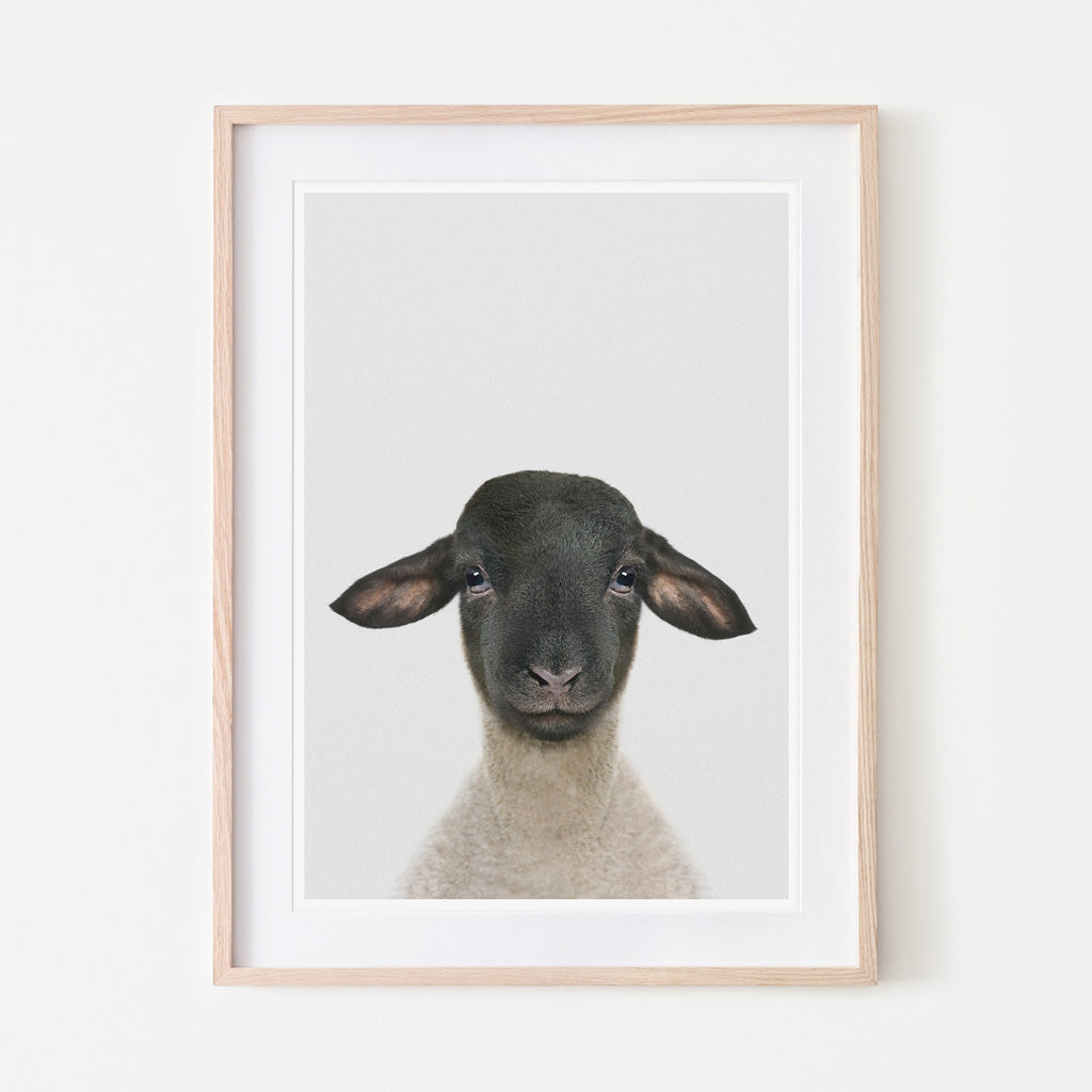 an art print of a suffolk lamb