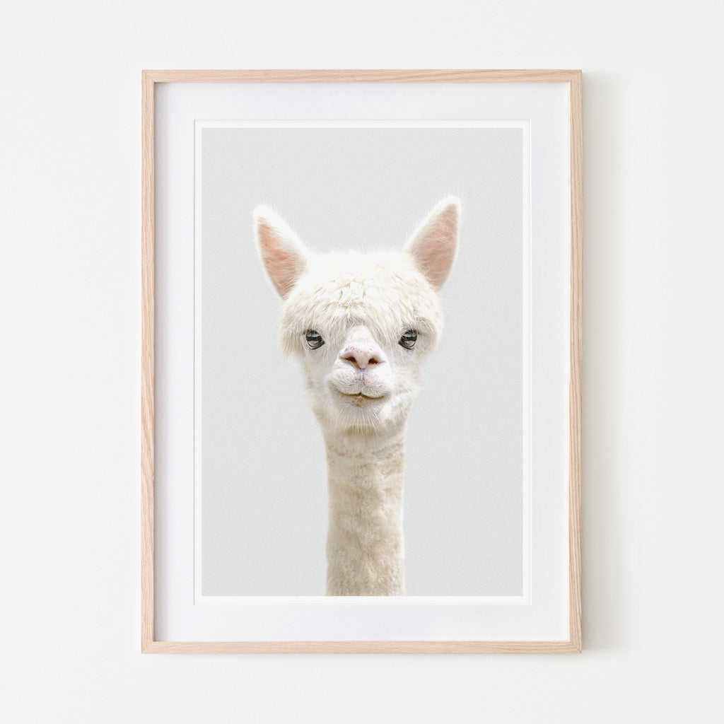 art print of an alpaca