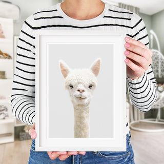 alpaca wall art