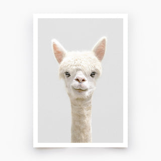 Alpaca Art Print