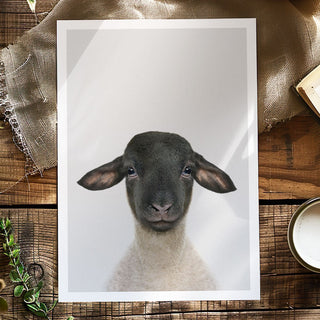 Suffolk Lamb Art Print