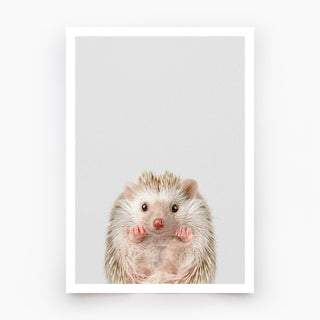 Baby Hedgehog Art Print