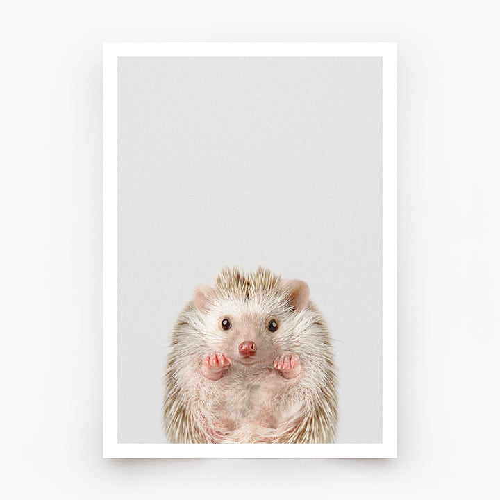 Baby Hedgehog Art Print