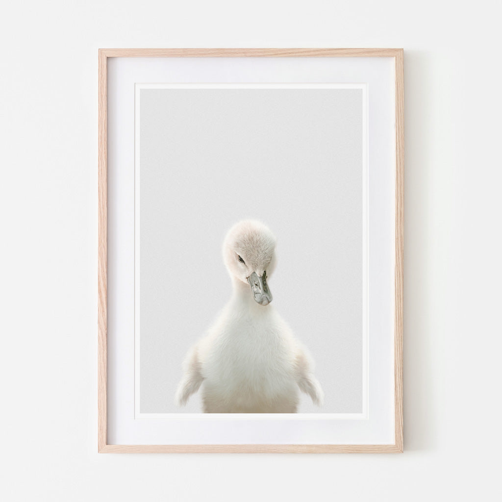 art print of a baby swan