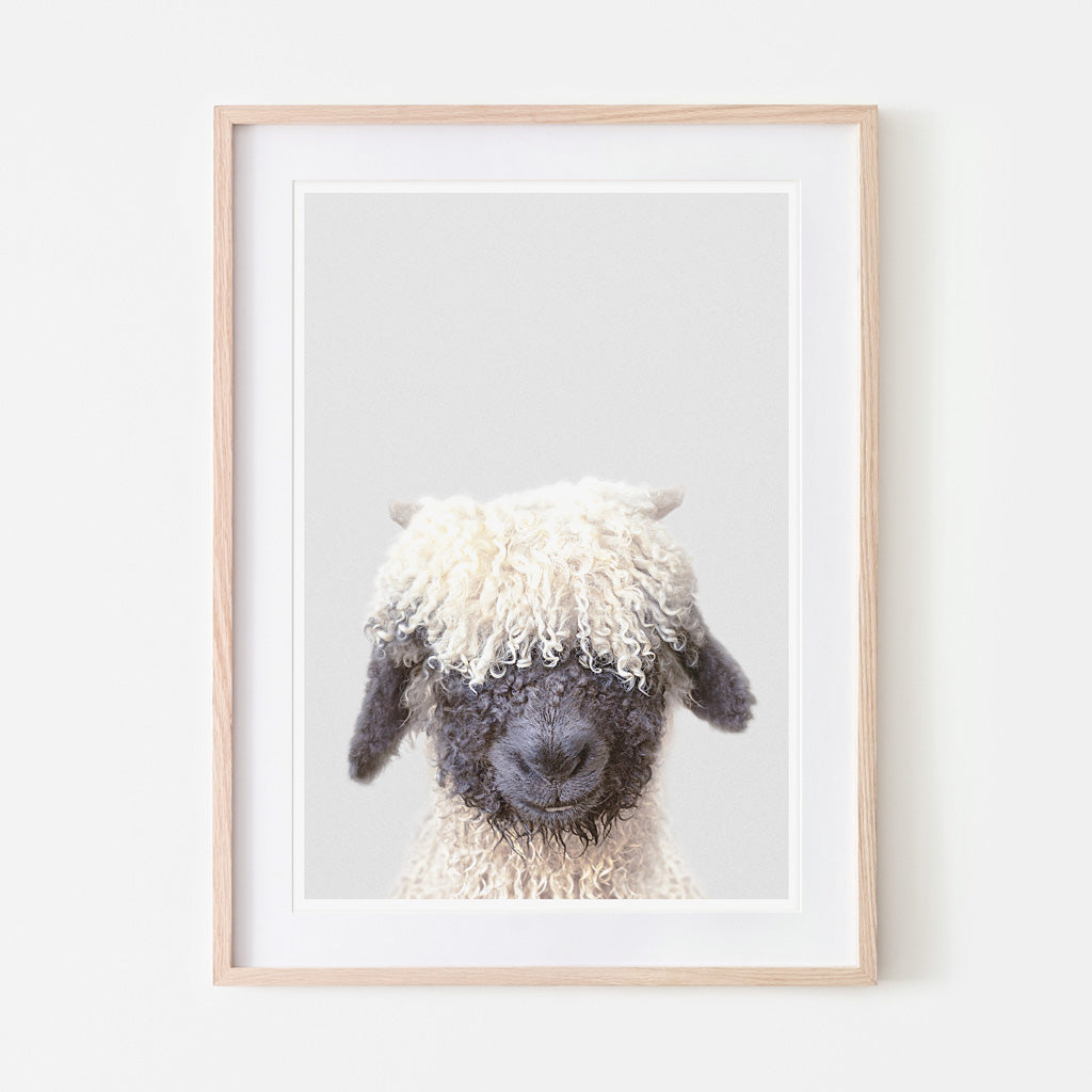 art print of a valais black nose sheep