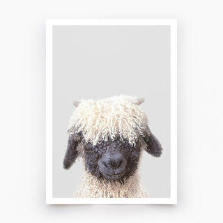 Black Nose Sheep Art Print