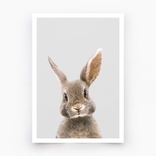 Brown Rabbit Art Print