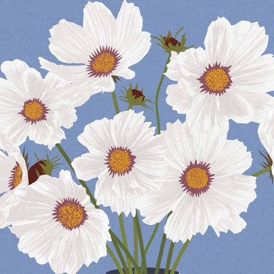 Illustrated white cosmos flowers with yellow-orange centers and burgundy-purple throats on a dusty blue background.