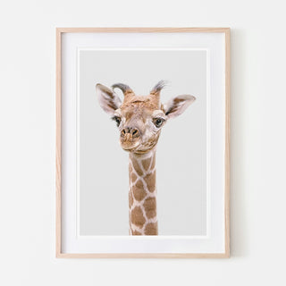 an art print of a giraffe