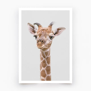 Giraffe Art Print