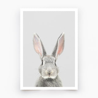 Grey Rabbit Art Print