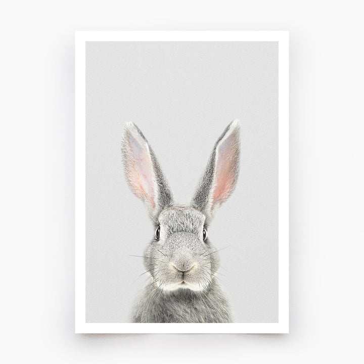 Grey Rabbit Art Print