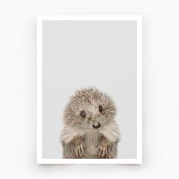 Hedgehog Art Print