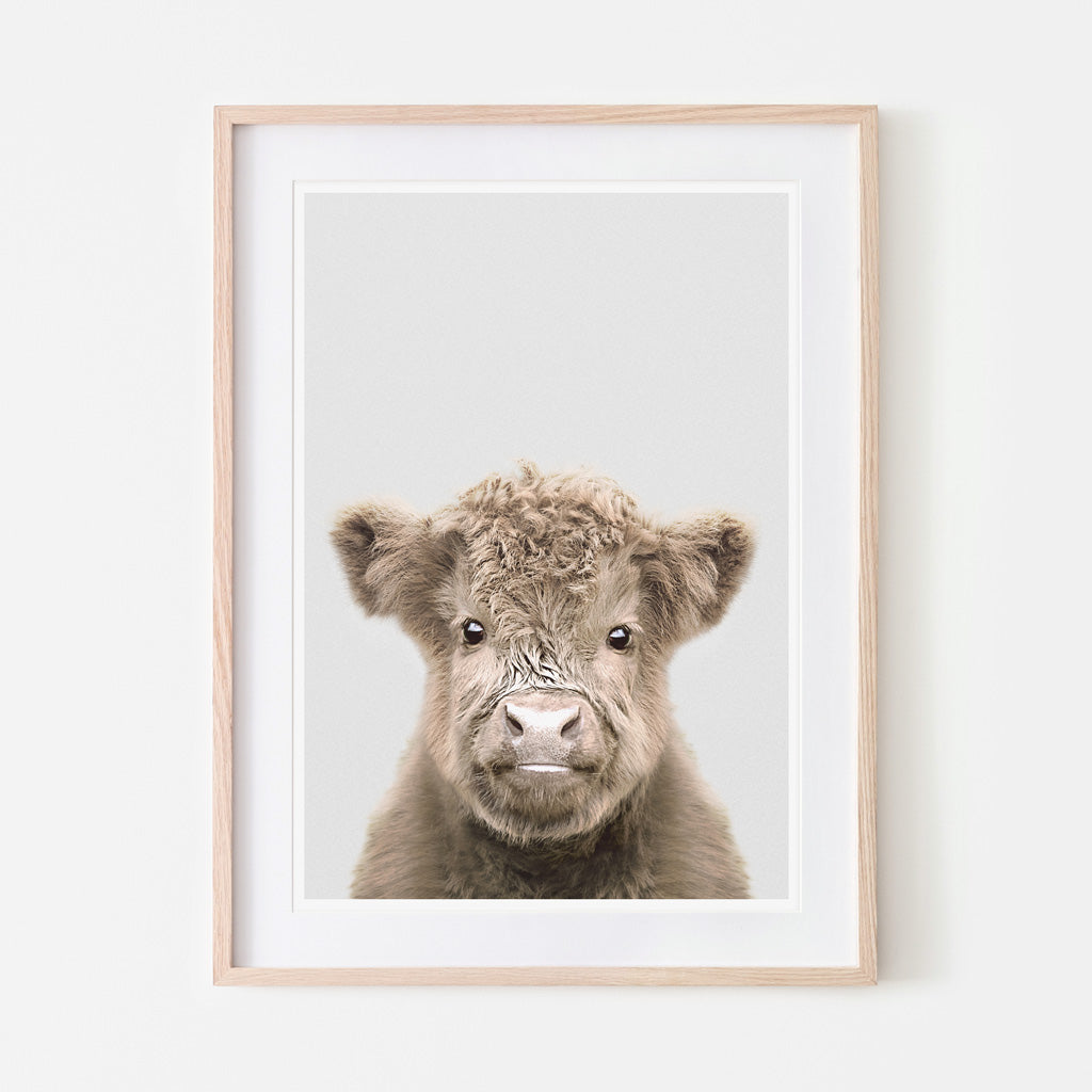 an art print of a highland cow calf