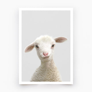 Lamb Art Print