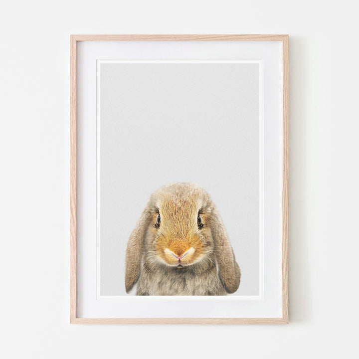an art print of a lop rabbit