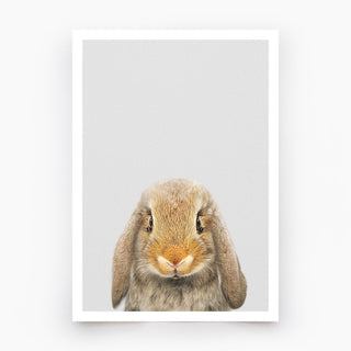 Lop Rabbit Art Print