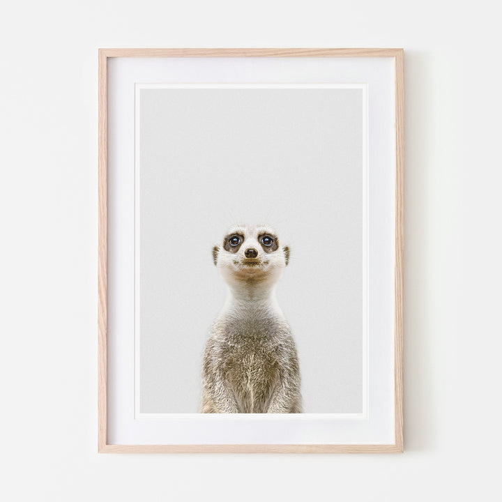 an art print of a meerkat