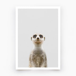 Meerkat Art Print