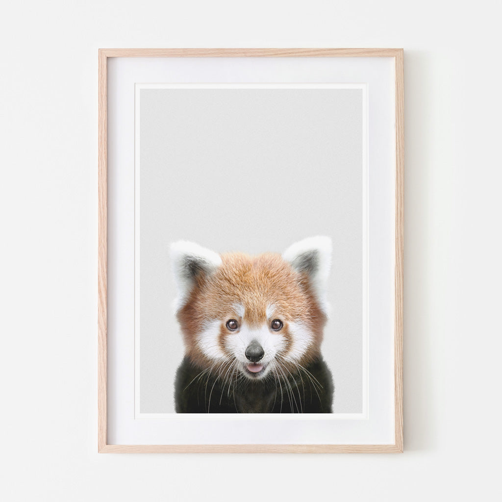 an art print of a red panda