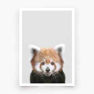 Red Panda Art Print