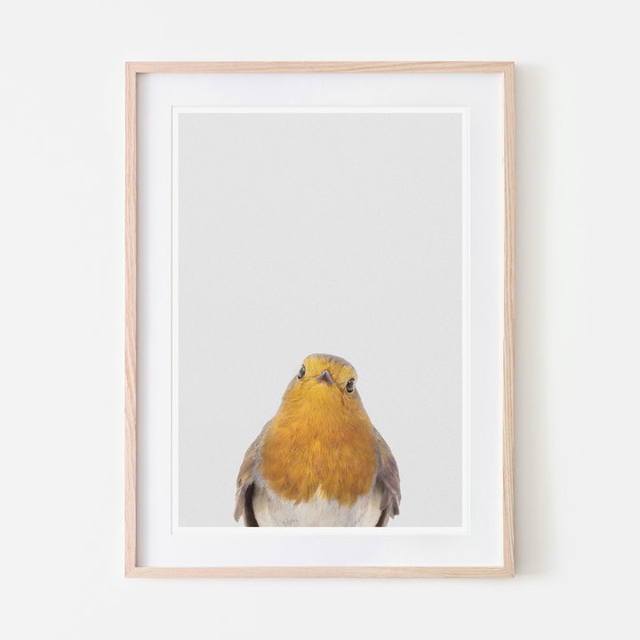 an art print of a robin