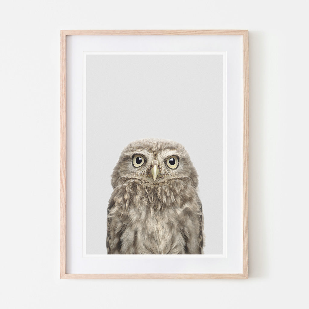 an art print of a woodland owl