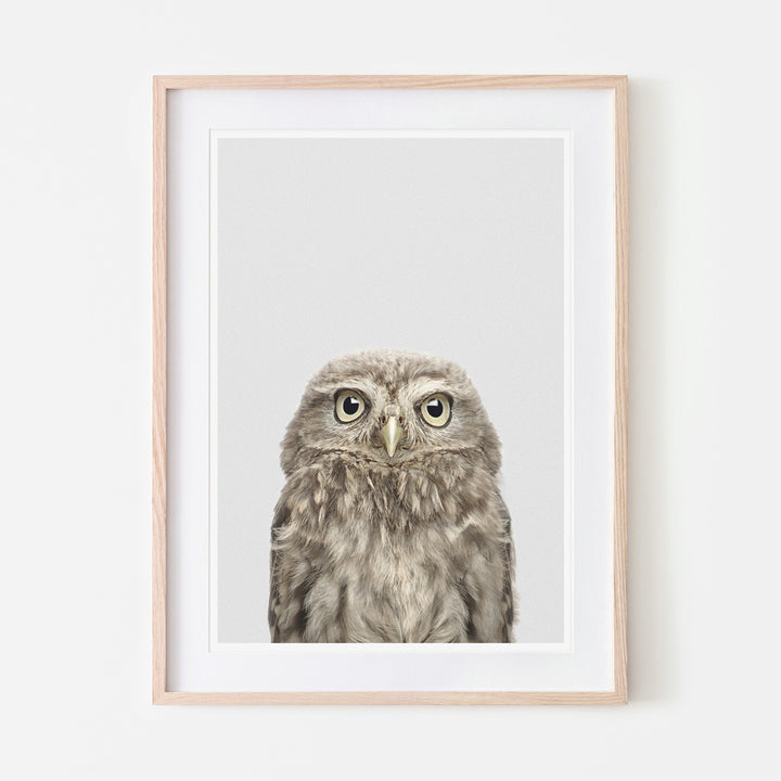 an art print of a woodland owl